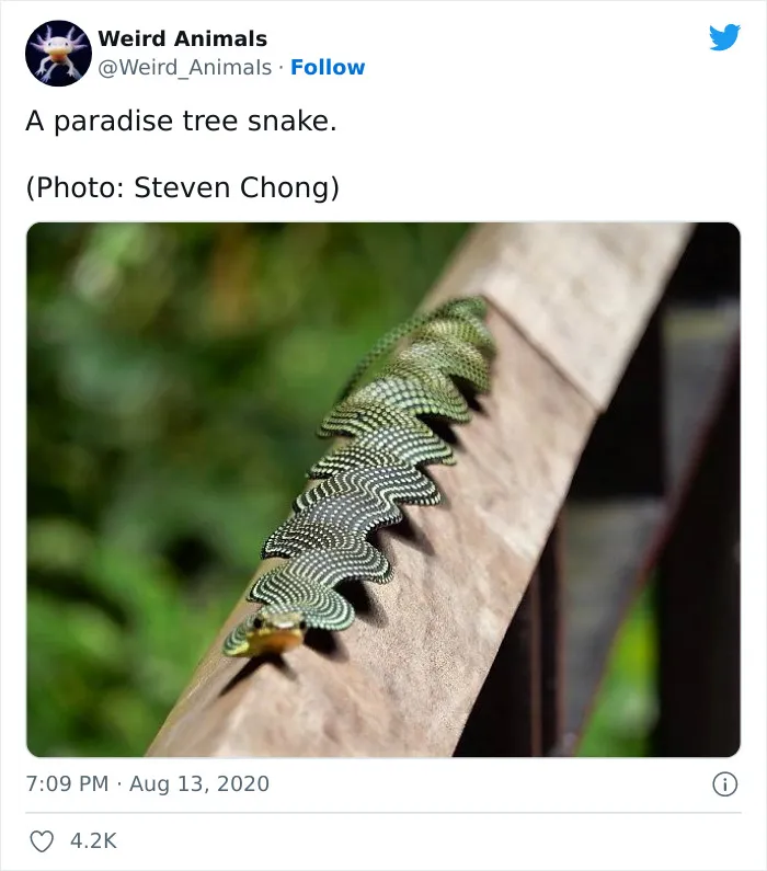 Twitter Page Shares 50 Animals That You Probably Haven't Seen Before