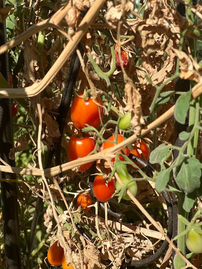 Tomatos!