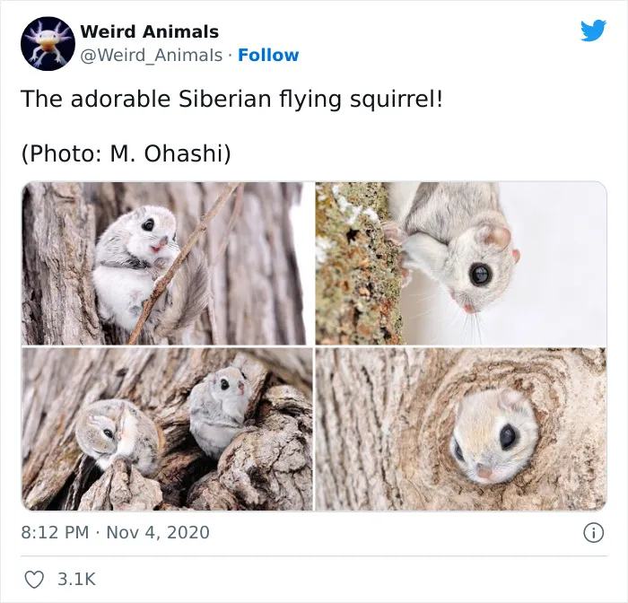 Twitter Page Shares 50 Animals That You Probably Haven't Seen Before
