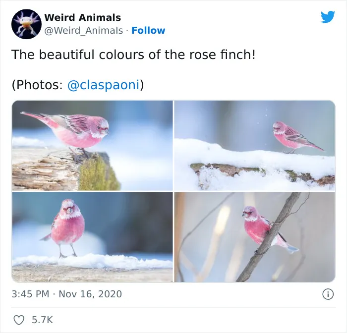 Twitter Page Shares 50 Animals That You Probably Haven't Seen Before
