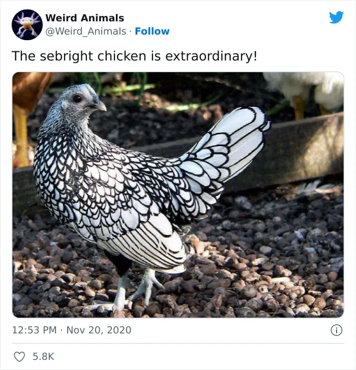 Twitter Page Shares 50 Animals That You Probably Haven't Seen Before
