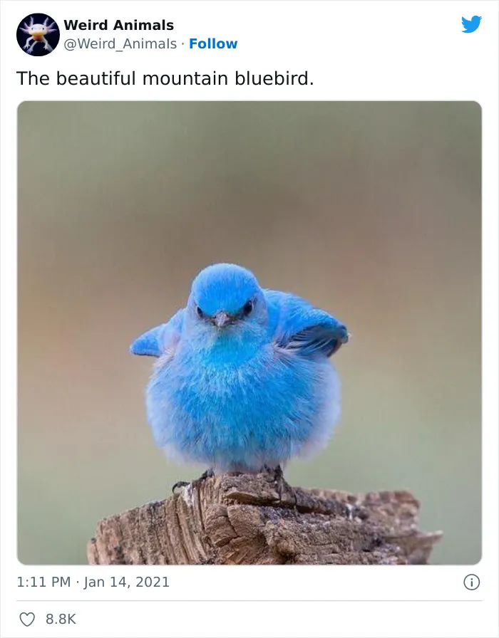 Twitter Page Shares 50 Animals That You Probably Haven't Seen Before