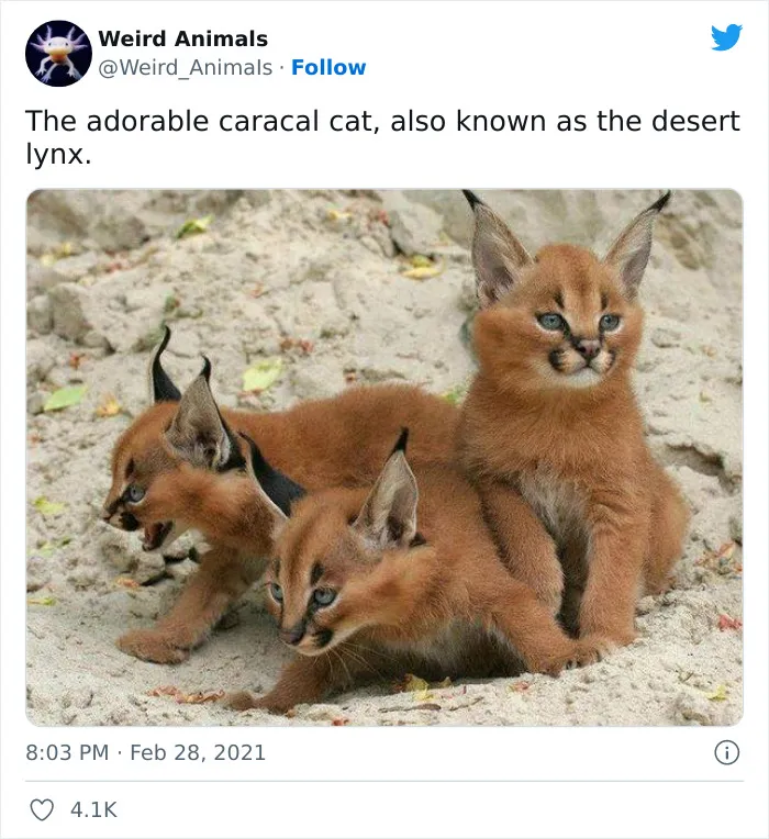 Twitter Page Shares 50 Animals That You Probably Haven't Seen Before