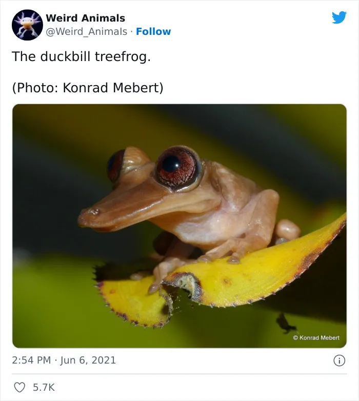 Twitter Page Shares 50 Animals That You Probably Haven't Seen Before