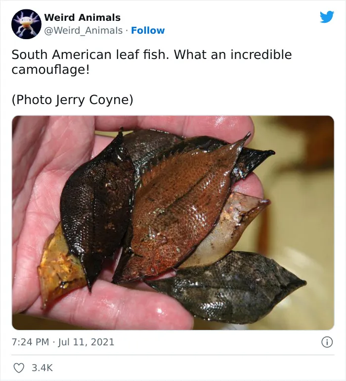 Twitter Page Shares 50 Animals That You Probably Haven't Seen Before