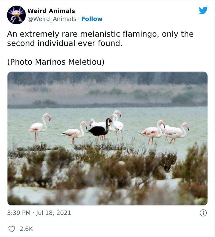 Twitter Page Shares 50 Animals That You Probably Haven't Seen Before