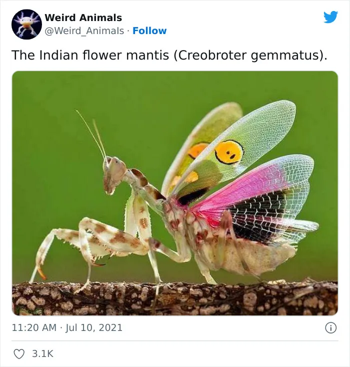 Twitter Page Shares 50 Animals That You Probably Haven't Seen Before