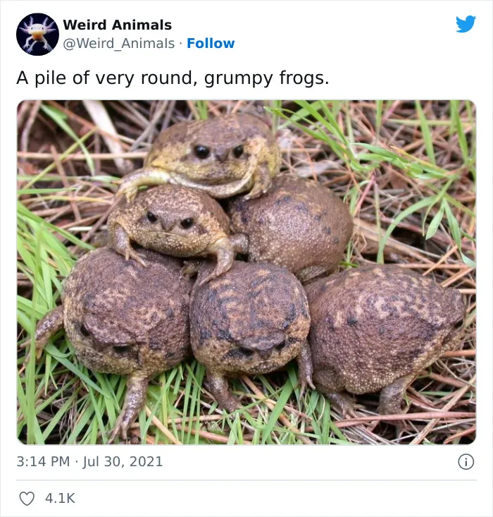 Twitter Page Shares 50 Animals That You Probably Haven't Seen Before