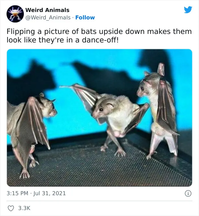 Twitter Page Shares 50 Animals That You Probably Haven't Seen Before