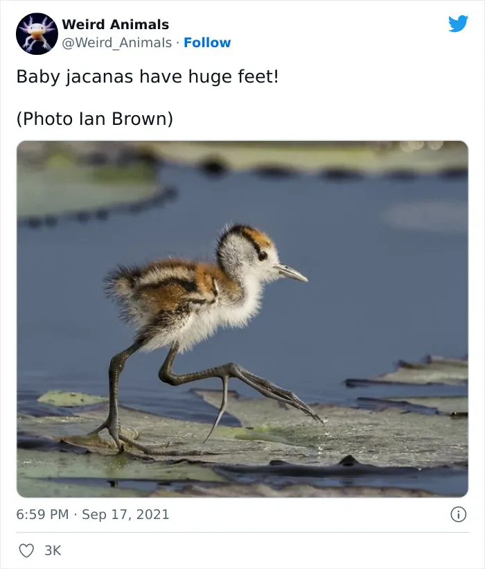 Twitter Page Shares 50 Animals That You Probably Haven't Seen Before