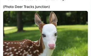 Twitter Page Shares 50 Animals That You Probably Haven't Seen Before