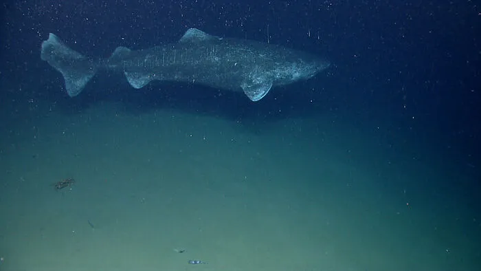 Greenland Sharks Are Reported To Live Up To 500 Years