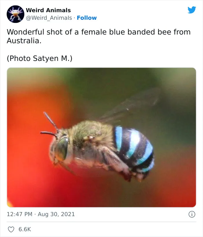 Twitter Page Shares 50 Animals That You Probably Haven't Seen Before