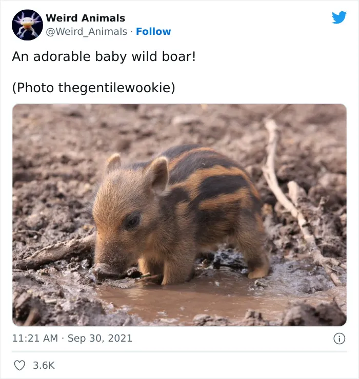 Twitter Page Shares 50 Animals That You Probably Haven't Seen Before