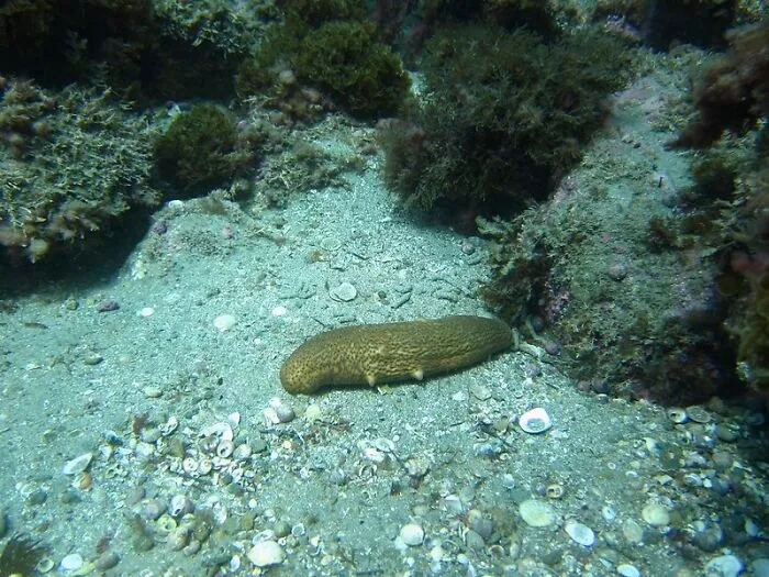 Sea Cucumbers Account For The Majority Of Biomass On The Abyssal Plain