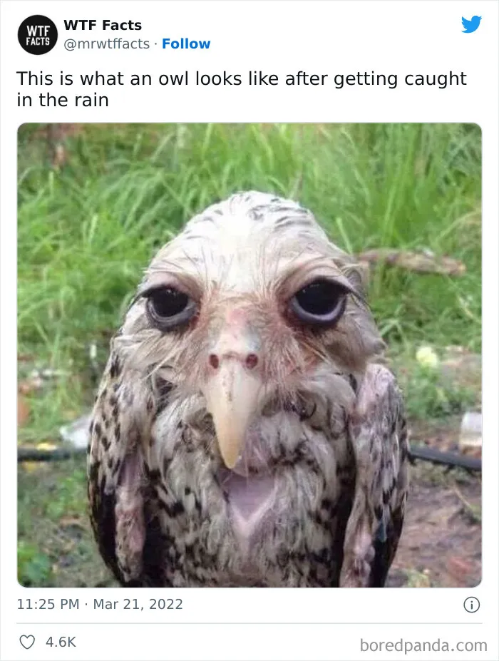 50 Random Facts That Sound Super Weird But Are Totally True, As Shared By This Twitter Account (New Pics)