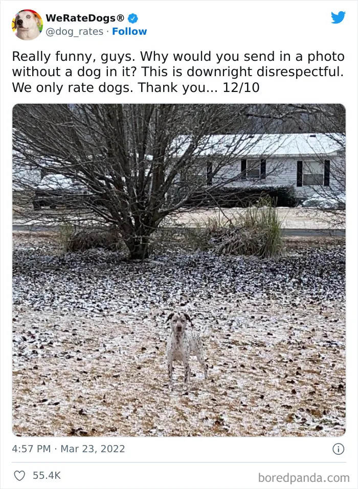 The “WeRateDogs” Twitter Account With 9M Followers Rates People's Dogs, And It's As Hilarious As It Is Wholesome (50 New Pics)