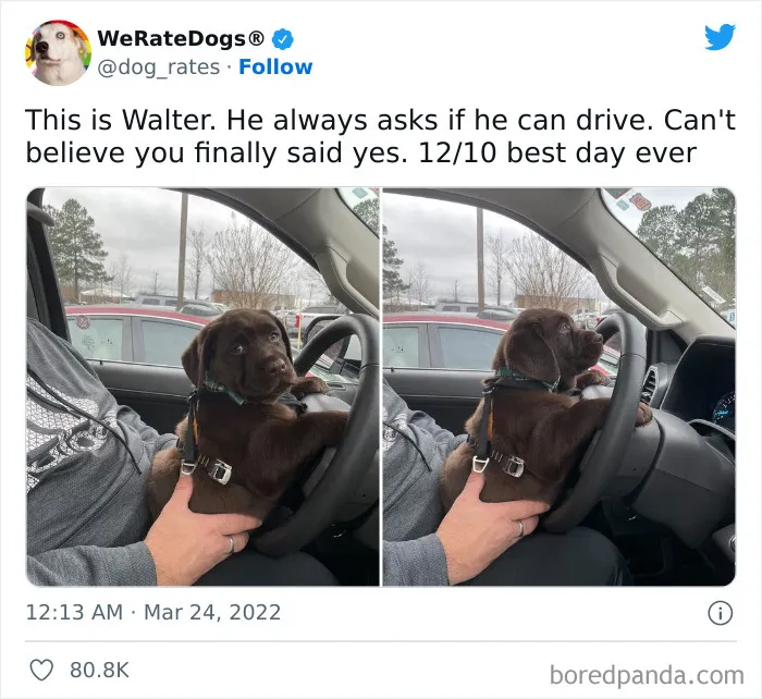 The “WeRateDogs” Twitter Account With 9M Followers Rates People's Dogs, And It's As Hilarious As It Is Wholesome (50 New Pics)