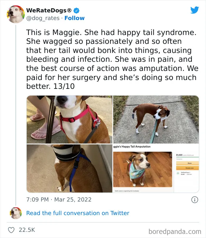 The “WeRateDogs” Twitter Account With 9M Followers Rates People's Dogs, And It's As Hilarious As It Is Wholesome (50 New Pics)