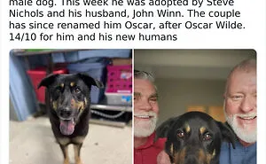 The “WeRateDogs” Twitter Account With 9M Followers Rates People's Dogs, And It's As Hilarious As It Is Wholesome (50 New Pics)