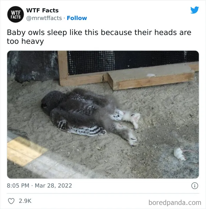 50 Random Facts That Sound Super Weird But Are Totally True, As Shared By This Twitter Account (New Pics)