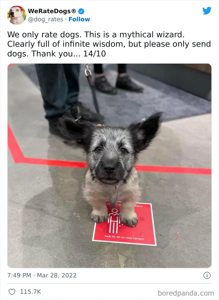The “WeRateDogs” Twitter Account With 9M Followers Rates People's Dogs, And It's As Hilarious As It Is Wholesome (50 New Pics)