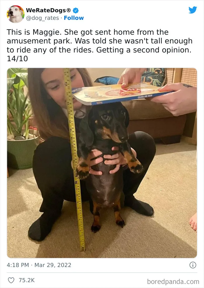 The “WeRateDogs” Twitter Account With 9M Followers Rates People's Dogs, And It's As Hilarious As It Is Wholesome (50 New Pics)