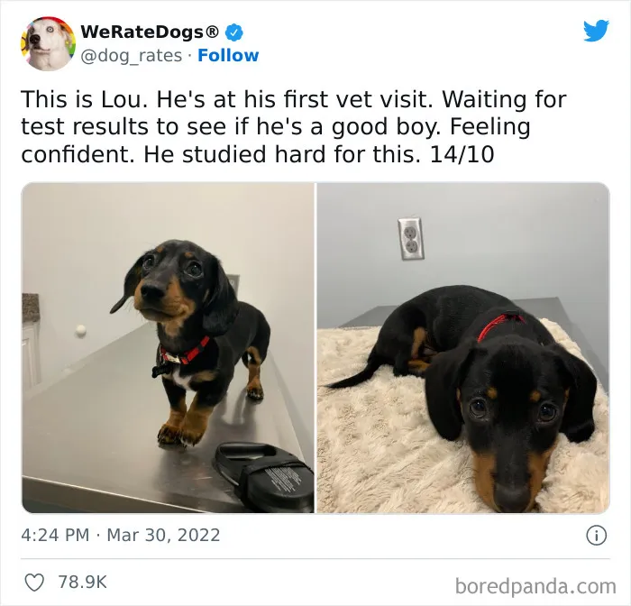 The “WeRateDogs” Twitter Account With 9M Followers Rates People's Dogs, And It's As Hilarious As It Is Wholesome (50 New Pics)