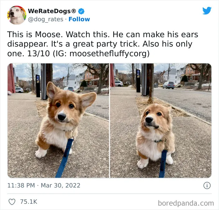 The “WeRateDogs” Twitter Account With 9M Followers Rates People's Dogs, And It's As Hilarious As It Is Wholesome (50 New Pics)