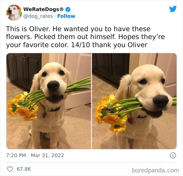 The “WeRateDogs” Twitter Account With 9M Followers Rates People's Dogs, And It's As Hilarious As It Is Wholesome (50 New Pics)