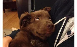 The “WeRateDogs” Twitter Account With 9M Followers Rates People's Dogs, And It's As Hilarious As It Is Wholesome (50 New Pics)