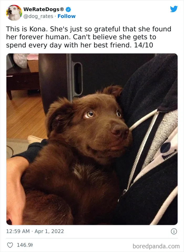 The “WeRateDogs” Twitter Account With 9M Followers Rates People's Dogs, And It's As Hilarious As It Is Wholesome (50 New Pics)