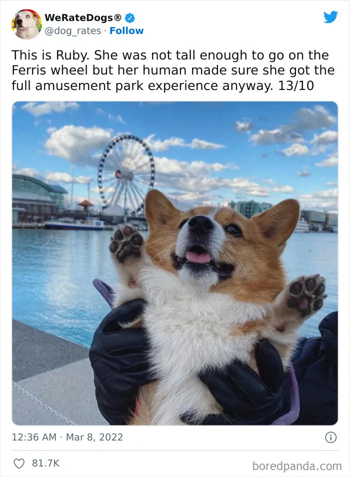 The “WeRateDogs” Twitter Account With 9M Followers Rates People's Dogs, And It's As Hilarious As It Is Wholesome (50 New Pics)