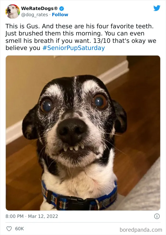 The “WeRateDogs” Twitter Account With 9M Followers Rates People's Dogs, And It's As Hilarious As It Is Wholesome (50 New Pics)