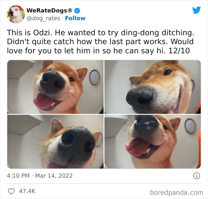 The “WeRateDogs” Twitter Account With 9M Followers Rates People's Dogs, And It's As Hilarious As It Is Wholesome (50 New Pics)