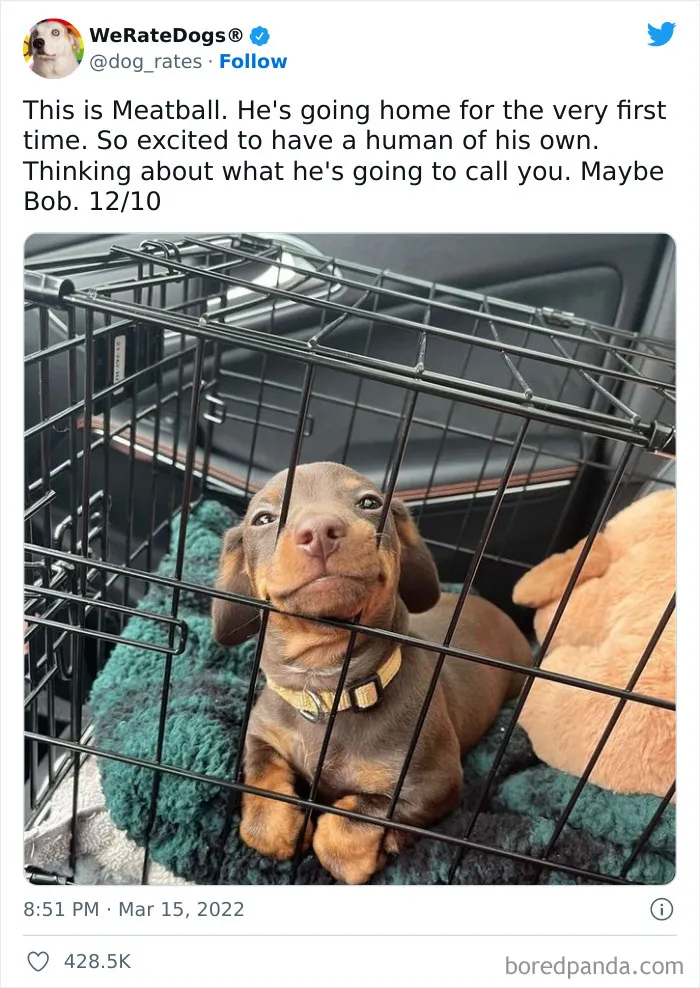 The “WeRateDogs” Twitter Account With 9M Followers Rates People's Dogs, And It's As Hilarious As It Is Wholesome (50 New Pics)