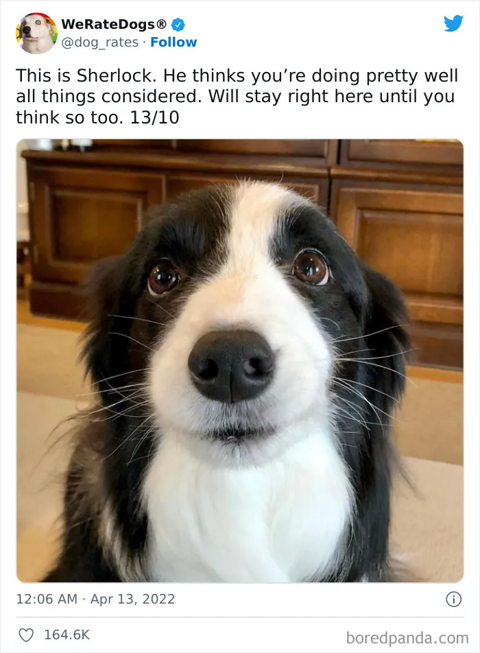 The “WeRateDogs” Twitter Account With 9M Followers Rates People's Dogs, And It's As Hilarious As It Is Wholesome (50 New Pics)