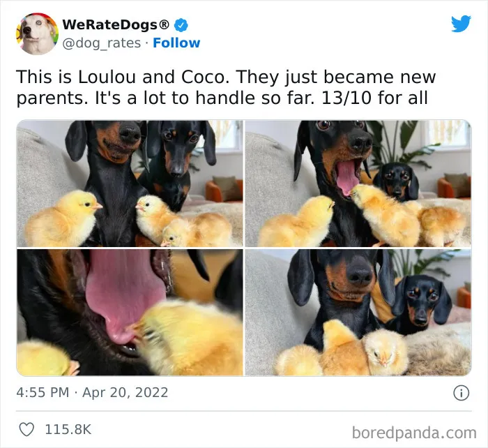 The “WeRateDogs” Twitter Account With 9M Followers Rates People's Dogs, And It's As Hilarious As It Is Wholesome (50 New Pics)