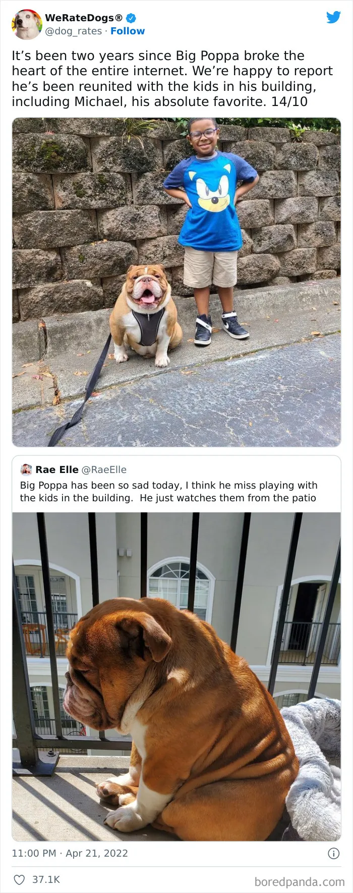 The “WeRateDogs” Twitter Account With 9M Followers Rates People's Dogs, And It's As Hilarious As It Is Wholesome (50 New Pics)