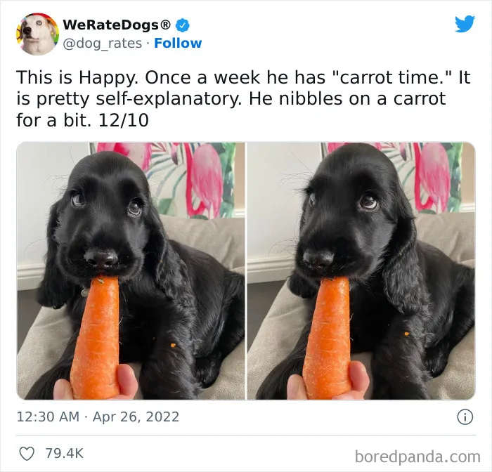 The “WeRateDogs” Twitter Account With 9M Followers Rates People's Dogs, And It's As Hilarious As It Is Wholesome (50 New Pics)