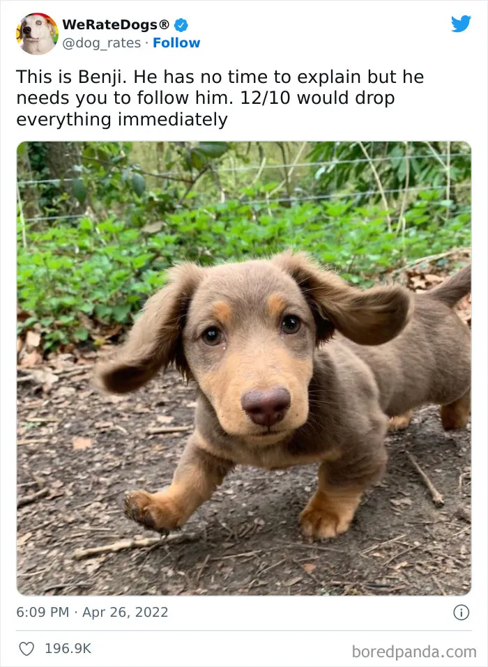 The “WeRateDogs” Twitter Account With 9M Followers Rates People's Dogs, And It's As Hilarious As It Is Wholesome (50 New Pics)