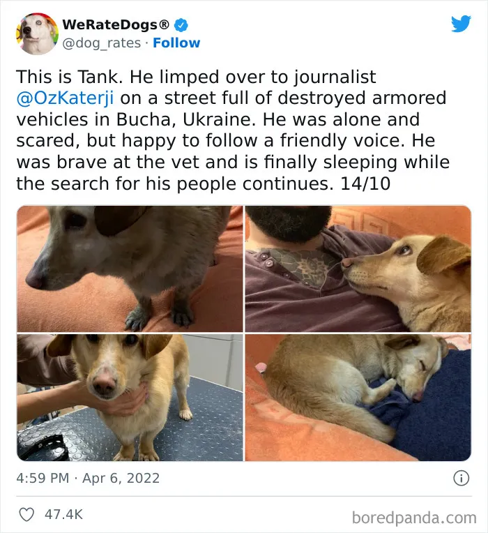 The “WeRateDogs” Twitter Account With 9M Followers Rates People's Dogs, And It's As Hilarious As It Is Wholesome (50 New Pics)