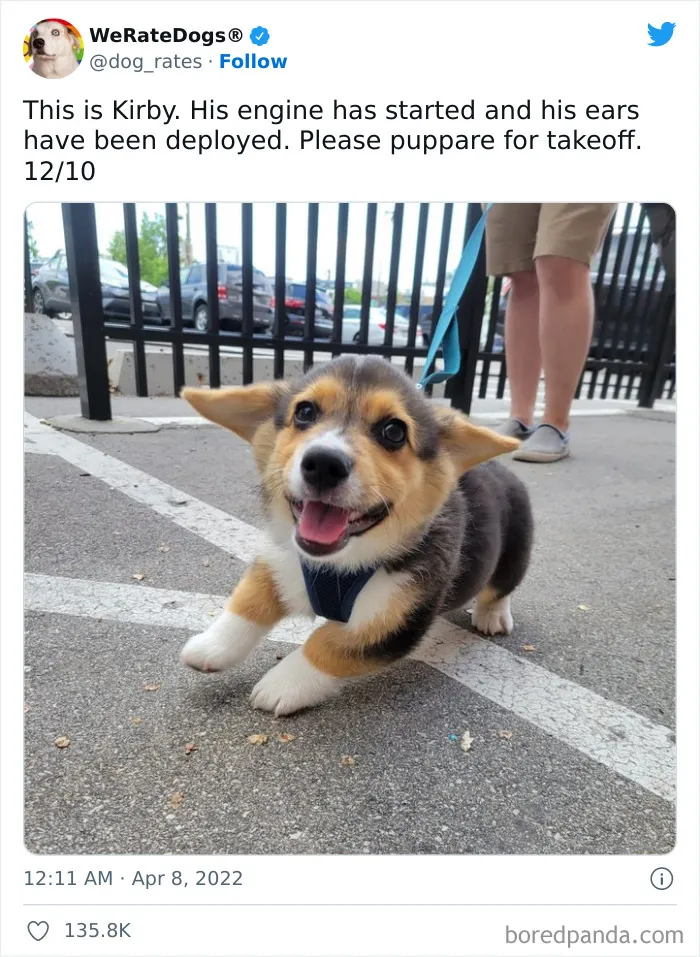 The “WeRateDogs” Twitter Account With 9M Followers Rates People's Dogs, And It's As Hilarious As It Is Wholesome (50 New Pics)