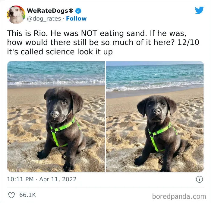 The “WeRateDogs” Twitter Account With 9M Followers Rates People's Dogs, And It's As Hilarious As It Is Wholesome (50 New Pics)