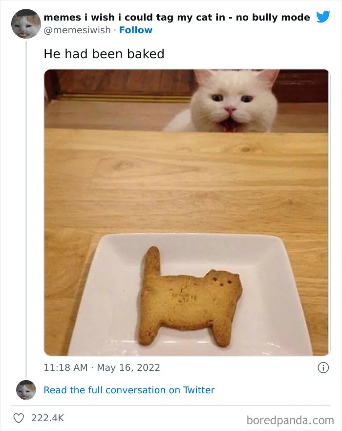 50 Hilarious Posts From The “Memes I Wish I Could Tag My Cat In” Twitter Account (New Pics)