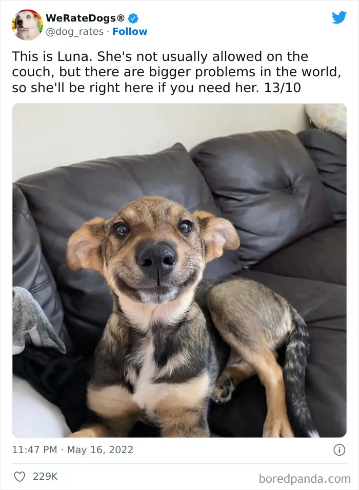 The “WeRateDogs” Twitter Account With 9M Followers Rates People's Dogs, And It's As Hilarious As It Is Wholesome (50 New Pics)
