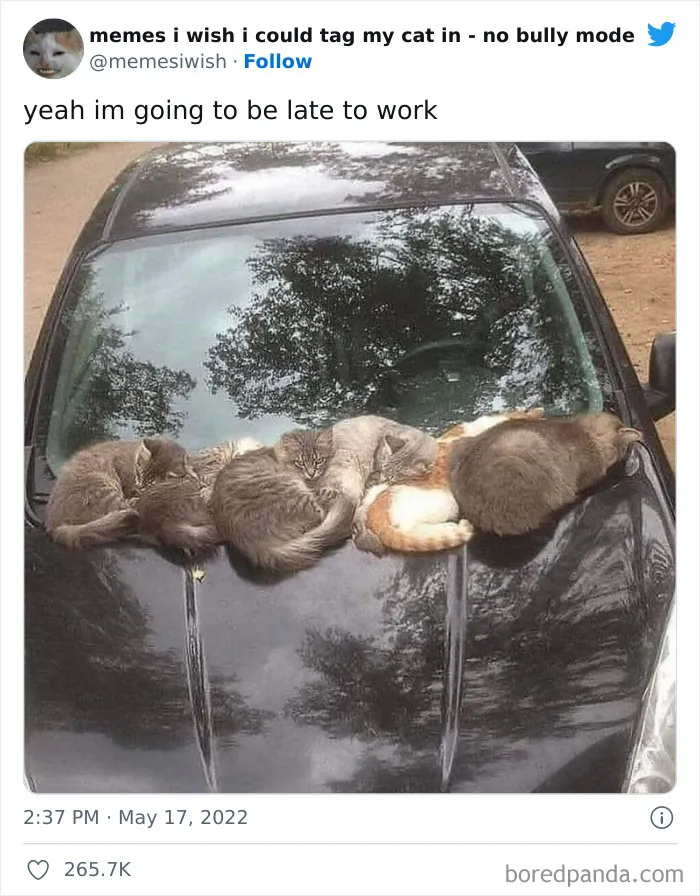 50 Hilarious Posts From The “Memes I Wish I Could Tag My Cat In” Twitter Account (New Pics)