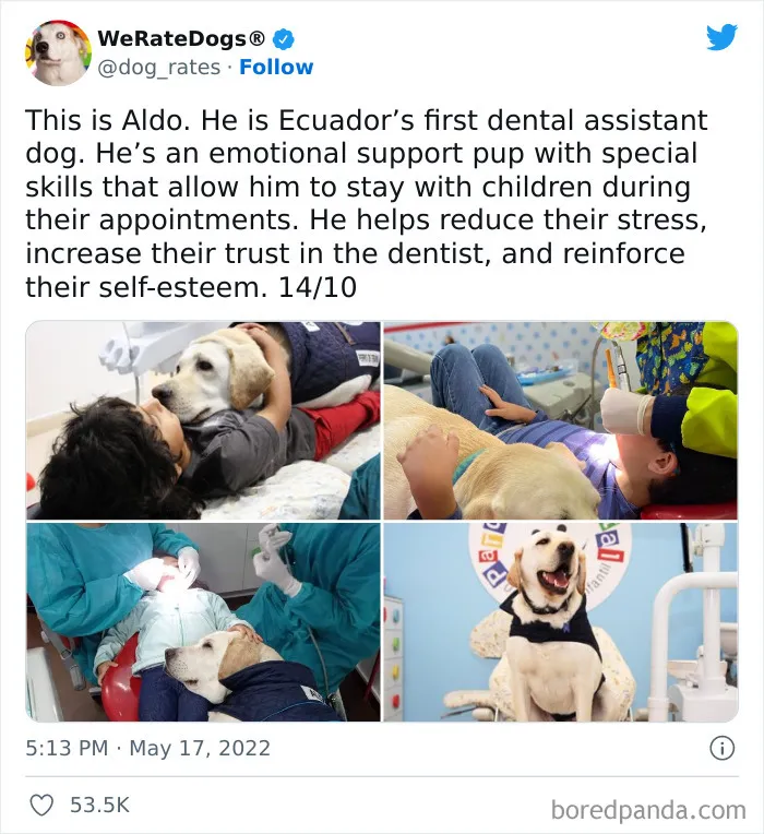 The “WeRateDogs” Twitter Account With 9M Followers Rates People's Dogs, And It's As Hilarious As It Is Wholesome (50 New Pics)