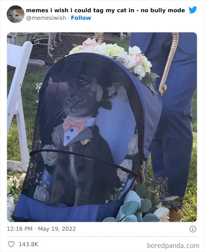 20 “Memes en los que me gustaría poder etiquetar a mi gato” compartidos en esta cuenta de Twitter (imágenes nuevas)