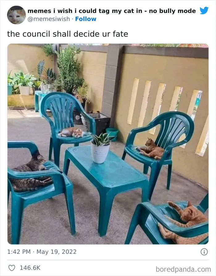 50 Hilarious Posts From The “Memes I Wish I Could Tag My Cat In” Twitter Account (New Pics)